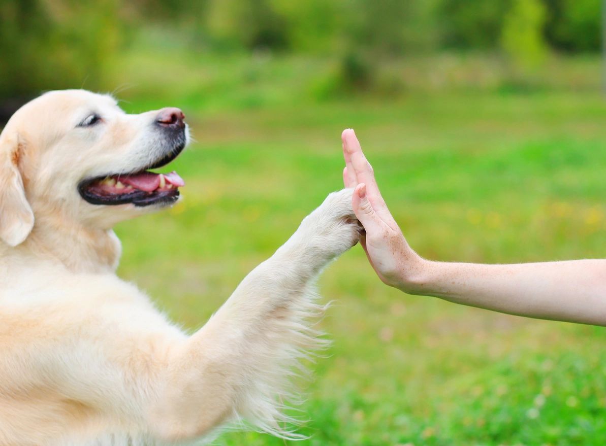 Dog high-fiving owner